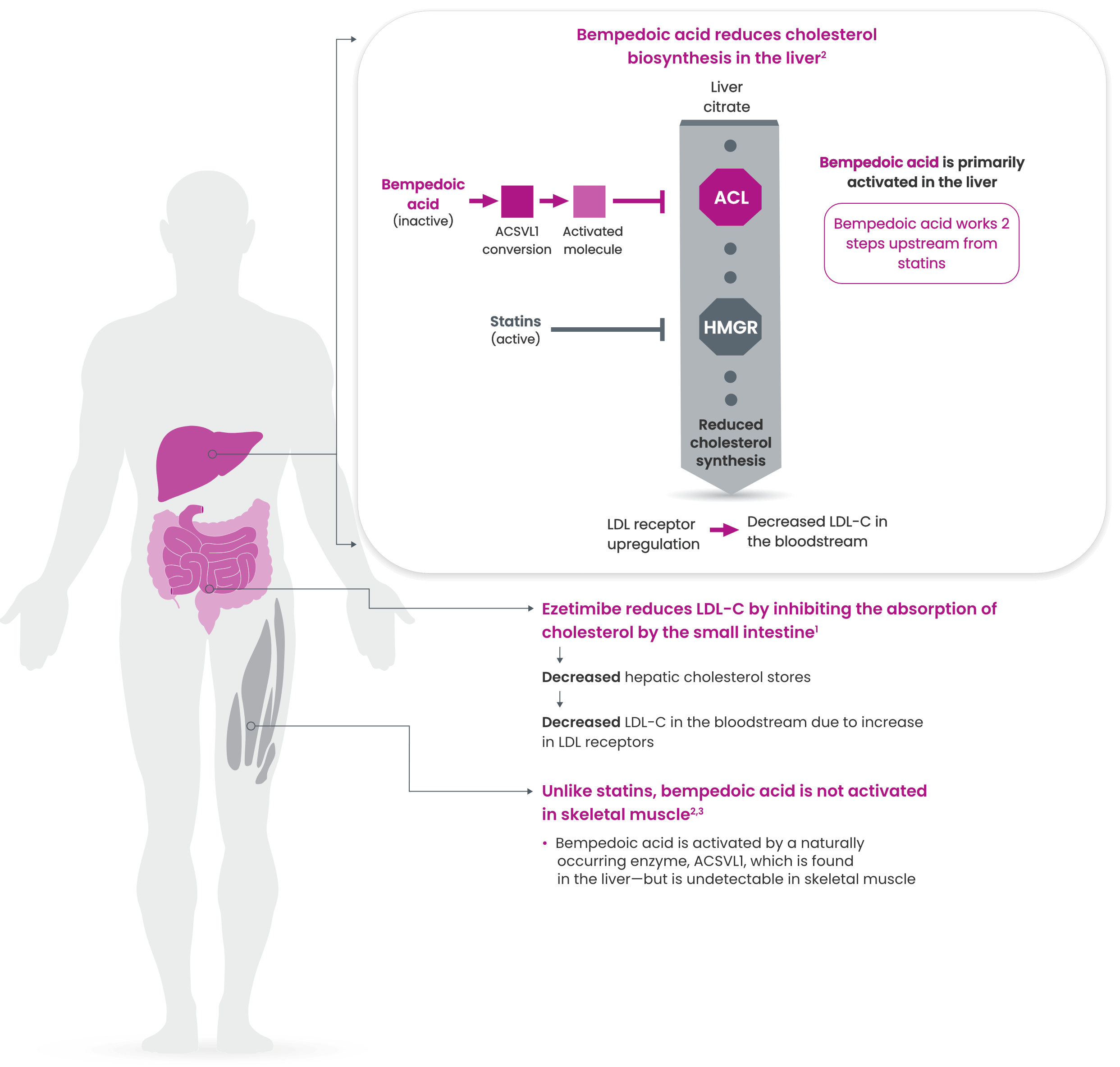 a chart showing how bempedoic acid and ezetimibe reduce cholesterol biosynthesis in the liver and small intestine